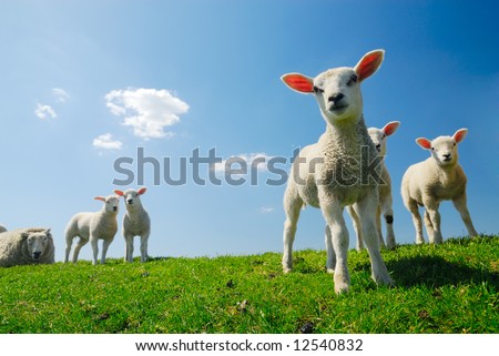 stock photo : curious lambs looking at the camera in spring