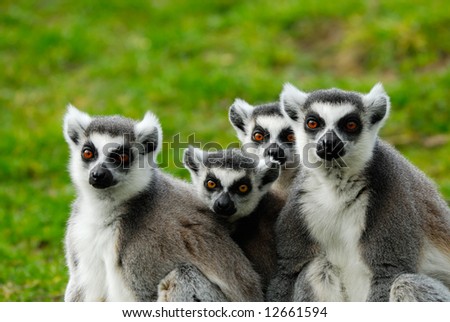 close-up of a cute ring-tailed lemur family