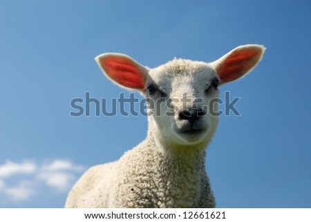 curious lamb looking at the camera in spring