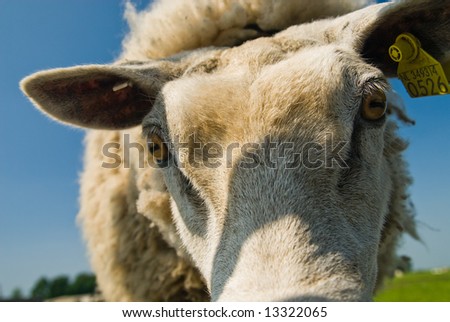 a funny sheep with its head in the Camera