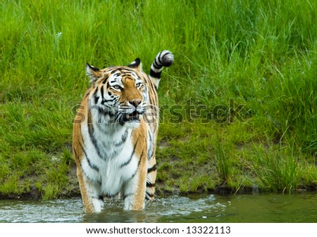 Siberian tiger  (Tiger Panthera tigris altaica) in water