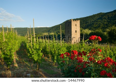 vineyards along the mosel river in germany
