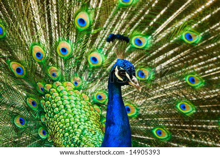 beautiful male indian peacock showing its feathers (Pavo cristatus)
