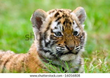 cute tiger cubs wallpapers. cute siberian tiger cub