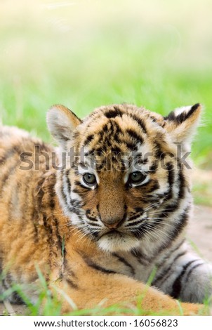cute tiger cubs wallpapers. Cute+tiger+cubs+playing