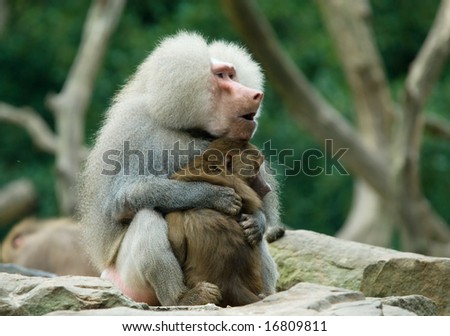 two baboon monkeys in love
