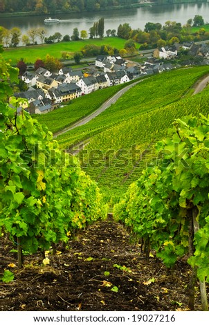 vineyards  along the mosel river in germany