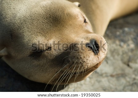 cute sleeping sea lion