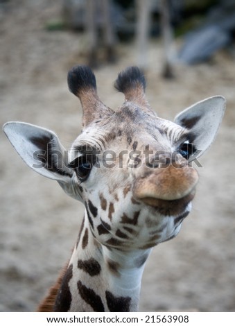 cute giraffe looking funny at the camera
