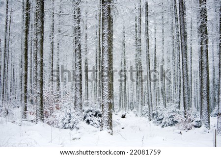 frozen forest in winter (ardennes belgium)