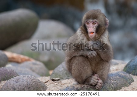 cute funny pictures. stock photo : cute funny