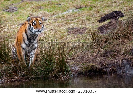 cute tiger cubs playing. Cute+siberian+tiger+