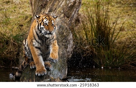 Cute Siberian tiger cub playing with water (Panthera tigris altaica)