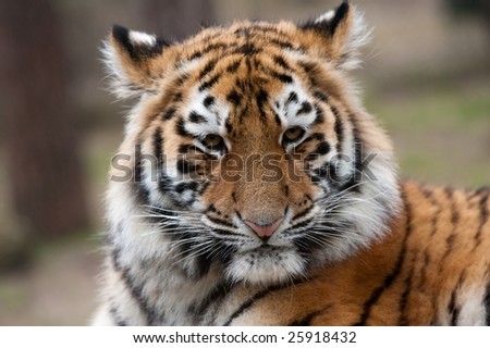 cute tiger cubs wallpapers. a cute Siberian tiger cub