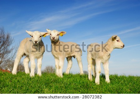 cute lambs in spring, The Netherlands