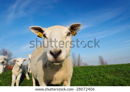 cute lambs and mother sheep in spring, The Netherlands