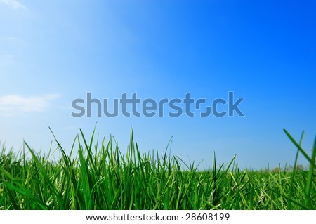 fresh green grass summer background