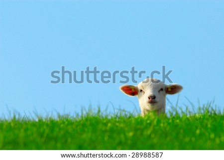 funny image of a cute lamb in spring