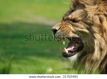 Close-up of a big angry African male lion