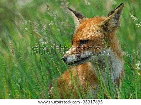 A beautiful fox (Vulpes vulpes) in the sand dunes of the netherlands