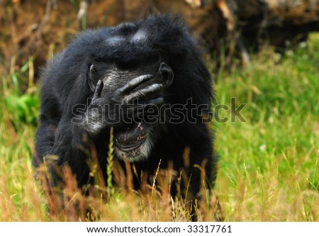 close-up of a chimpanzee (Pan troglodytes)