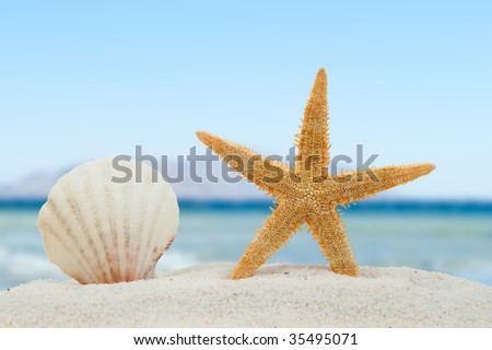Sea shell and starfish in summer on the beach