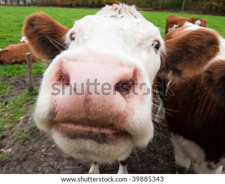 Close-up of a funny cow on on farmland in the Netherlands