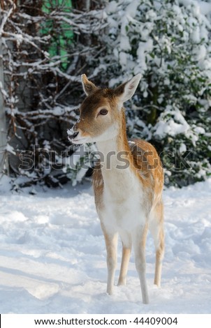 Cute deer in winter (The Netherlands Elswout Overveen)