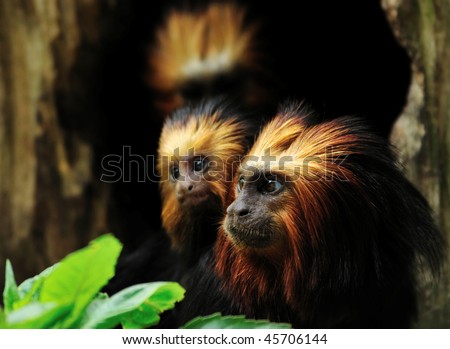 Golden headed Lion Tamarin with baby  (Leontopithecus chrysomelas)