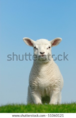 Cute lamb in spring, Friesland The Netherlands