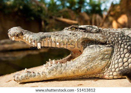 close-up of a crocodile