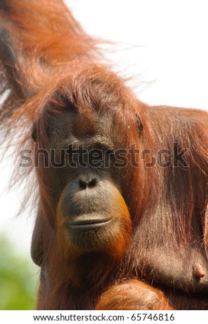 close-up of an orangutan