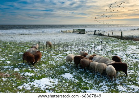 sheep in winter in Warder, Markermeer, The Netherlands