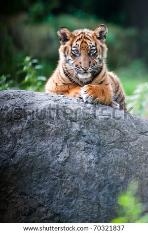 Cute sumatran tiger cubs