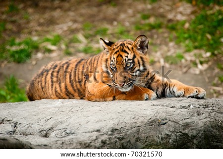 Cute sumatran tiger cubs