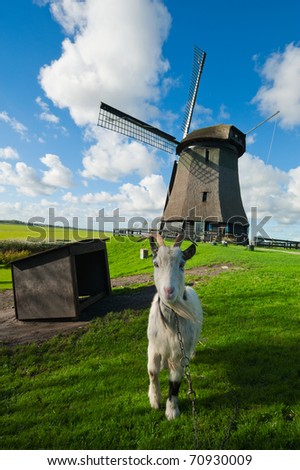 goat in front of a dutch windmill, Schermerhorn, Schermer, Noord 