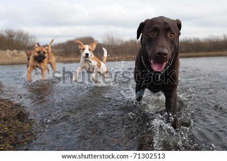 Labrador Retriever and friends having fun in the water