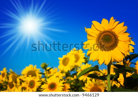 beautiful sunflowers with blue sky and sunburst stock photo 9466129
