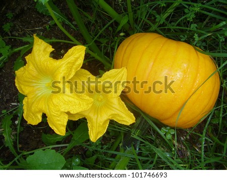Squash plant (variety Harrier) with 2 squash flowers