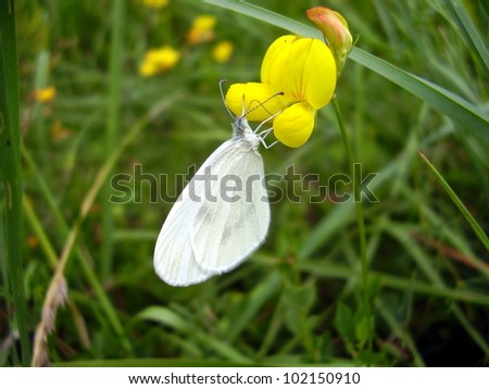 Wood White Butterfly Leptidea sinapis), feeding on a Birds-foot Trefoil (Lotus corniculatus)