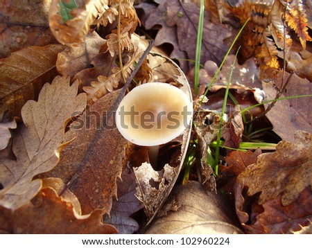 Poison Pie Mushroom (Hebeloma crustuliniforme) growing through the autumnal leaves
