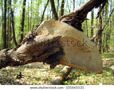 Close up of a stone shown grasped by tree root Exposed after tree fell down and the root was unearthed