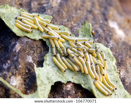 Newly hatched caterpillars of the Cabbage White Butterfly aka Pieris brassicae