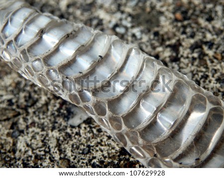 Close up of the shed skin of a European Whip Snake (Hierophis viridiflavus