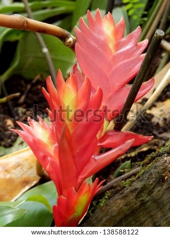 Close up of vibrant red and yellow ginger plants