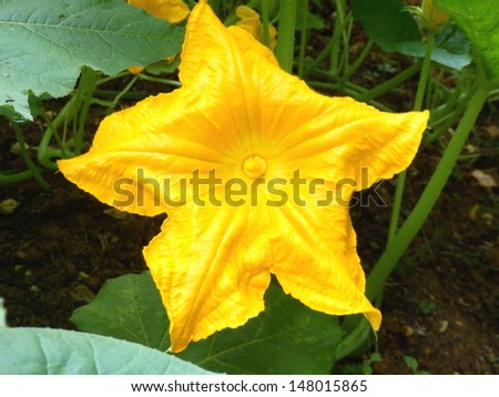 Close up of a vibrant yellow squash flower