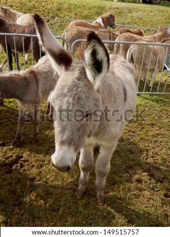 Sad looking donkey at a farmers Spring fair in France