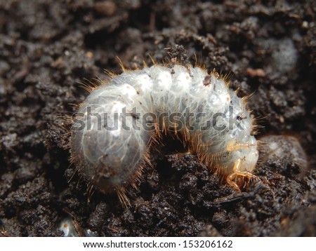 Close up of a white grub burrowing into the soil. The larva of a chafer beetle, sometimes known as the May beetle, June bug or June Beetle.