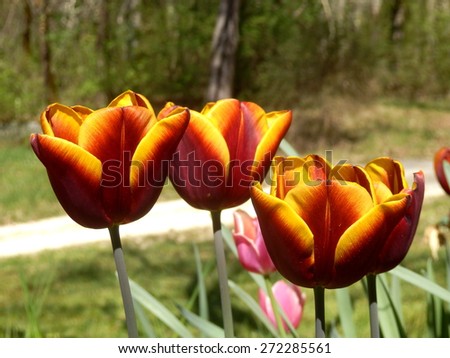 Close up of red and yellow tulips set against a woodland backdrop
