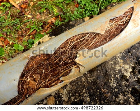 Split drainage pipe caused by ingress of tree roots
